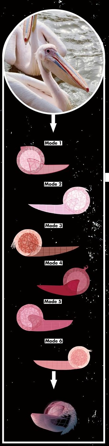 Pelican Module: Evolution from Nature to Architecture.