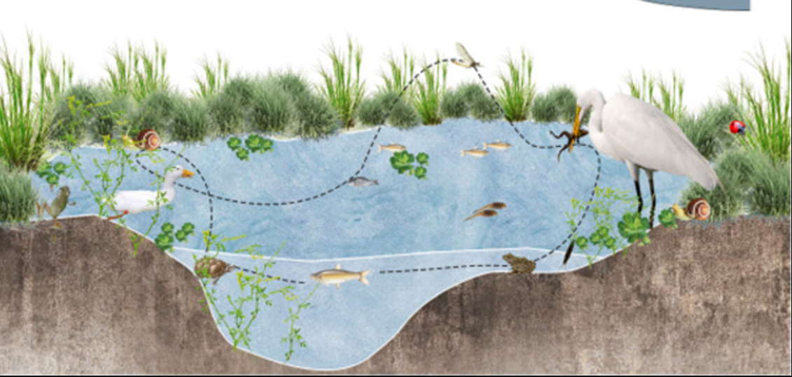Biodiversity flourishing in restored ponds, featuring plants, aquatic life, and birds—reviving ecological balance and habitat.
