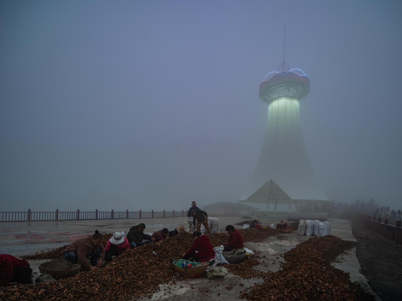 Tea farmers sorting harvest in morning fog, the lit tower rising behind them on the hilltop plaza