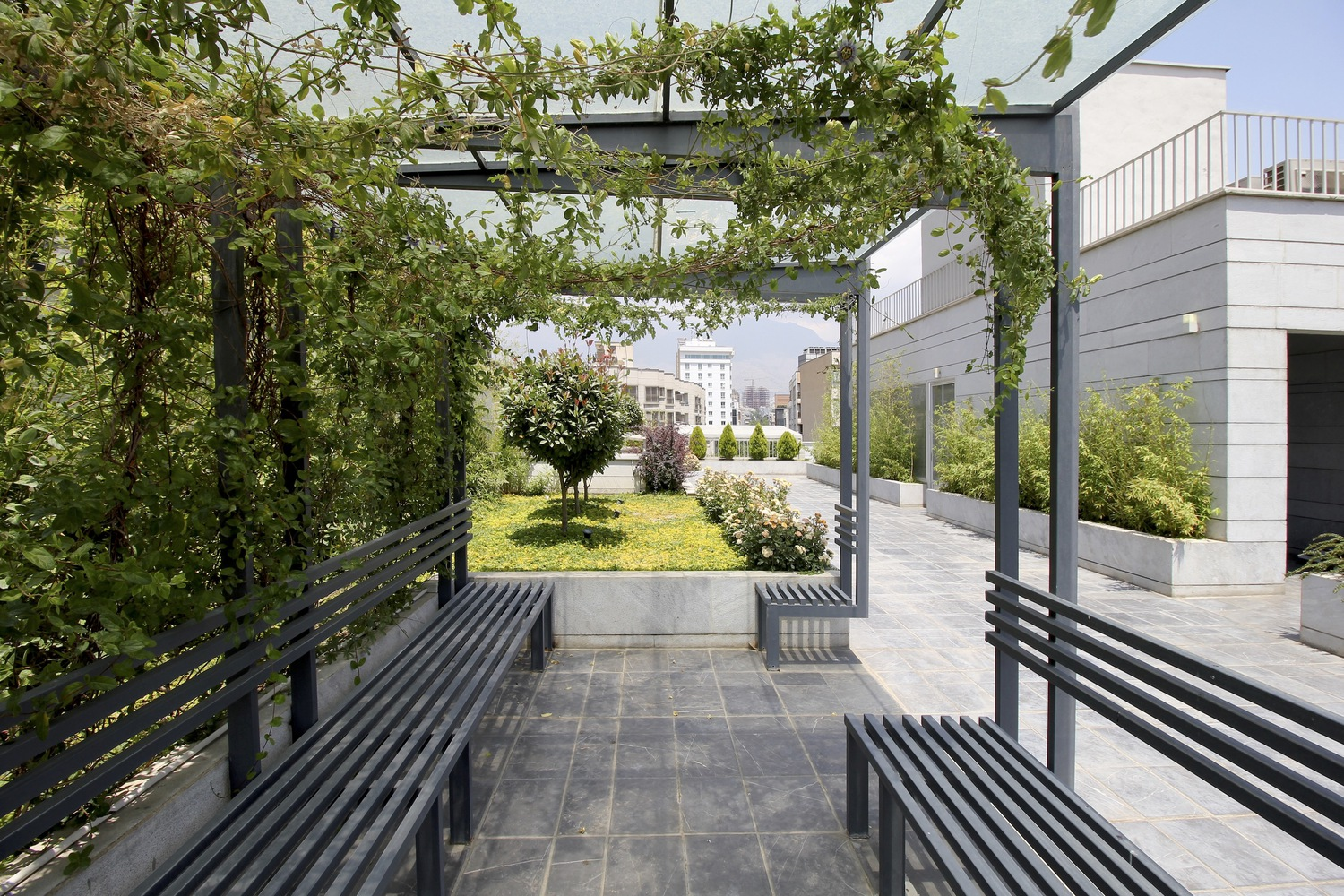 Rooftop pergola: black steel pergola covered in vines, long benches along both sides, planted bed with a tree at the centre, city beyond