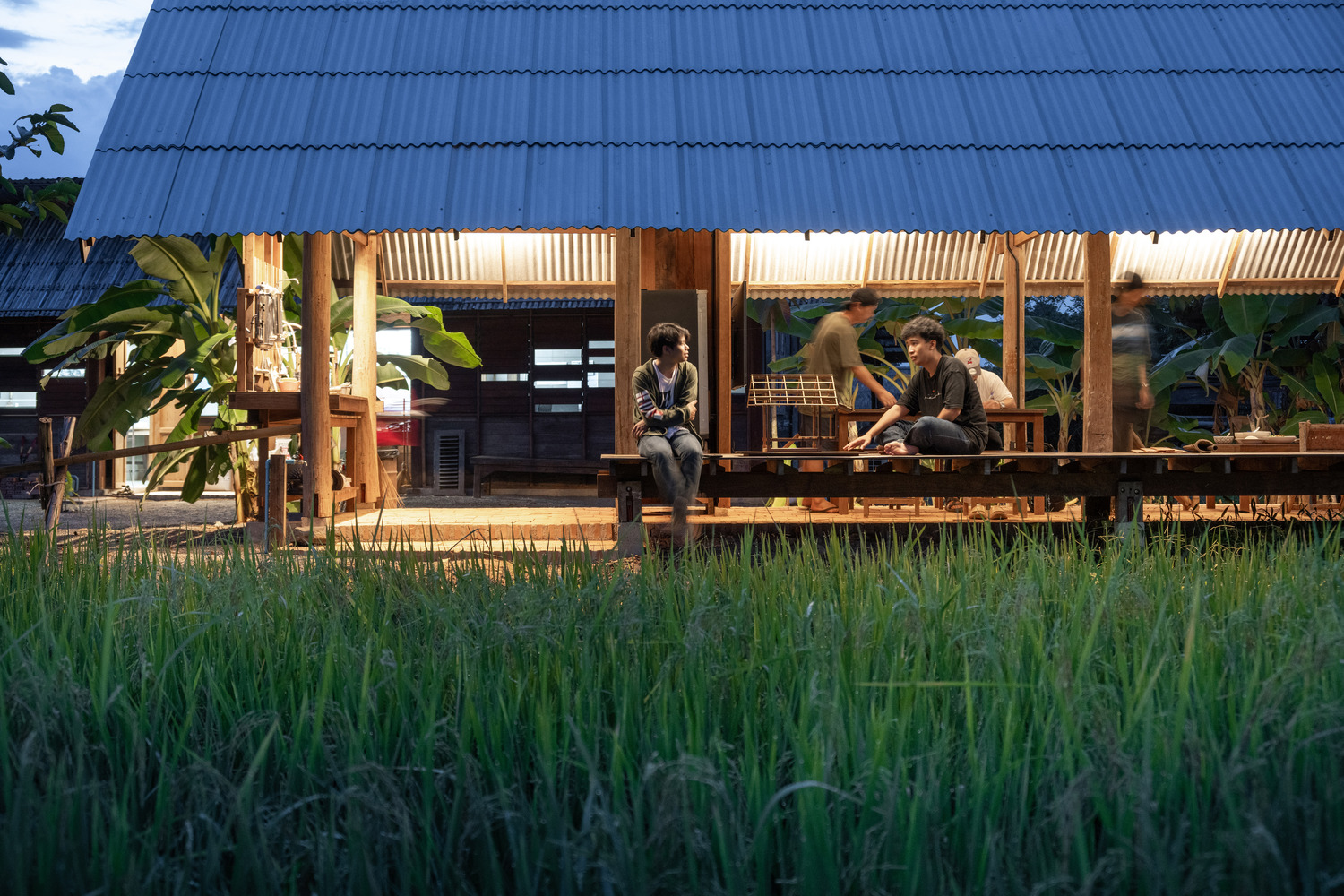 Two figures seated on the raised timber platform beside young rice plants in the foreground