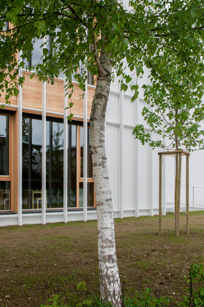 Facade detail: birch trunk against the white vertical fins and timber-clad upper storey, leaf canopy above