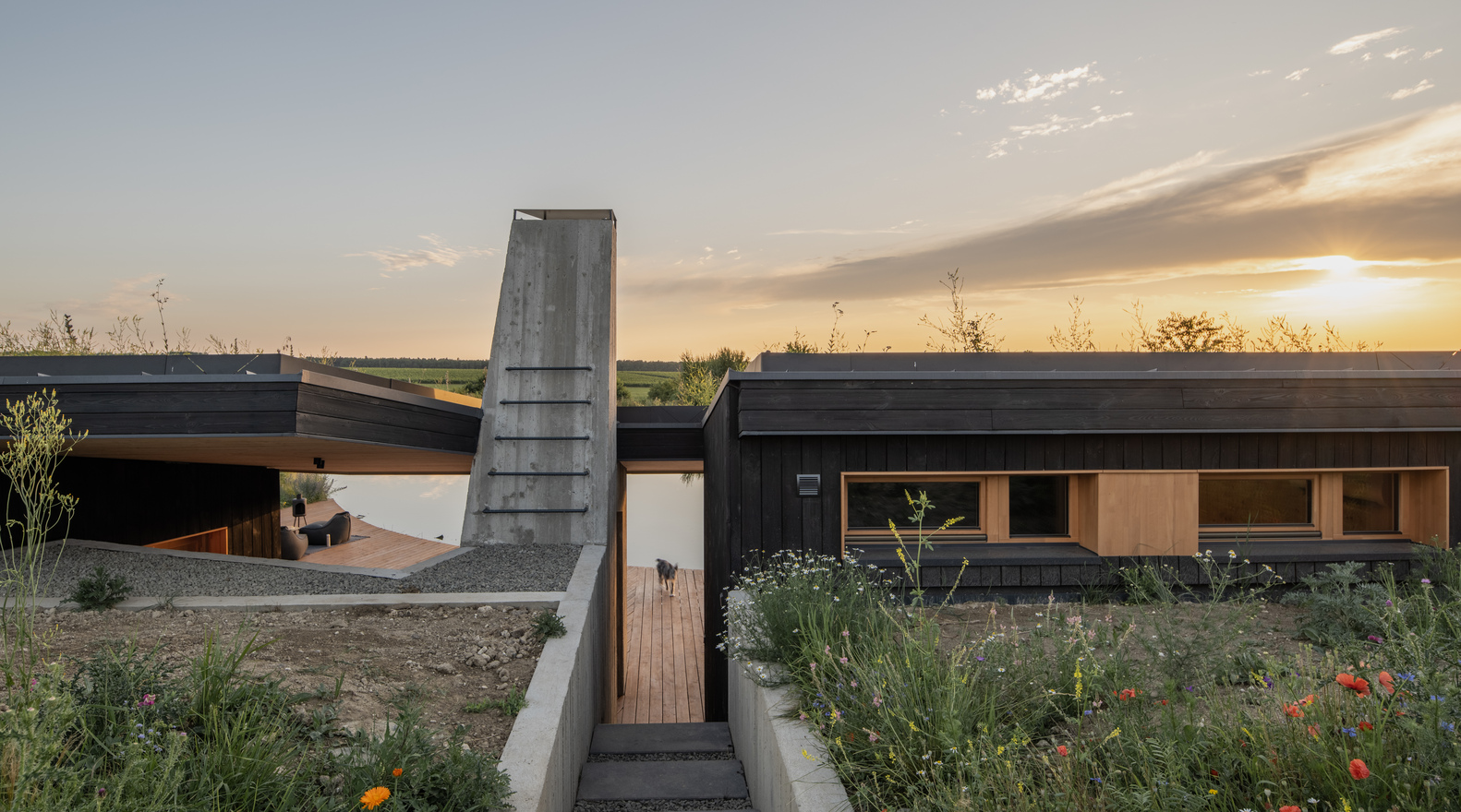 Entry at sunset: charred timber cladding, concrete chimney tower, green roof with wildflowers, meadow planting around the house