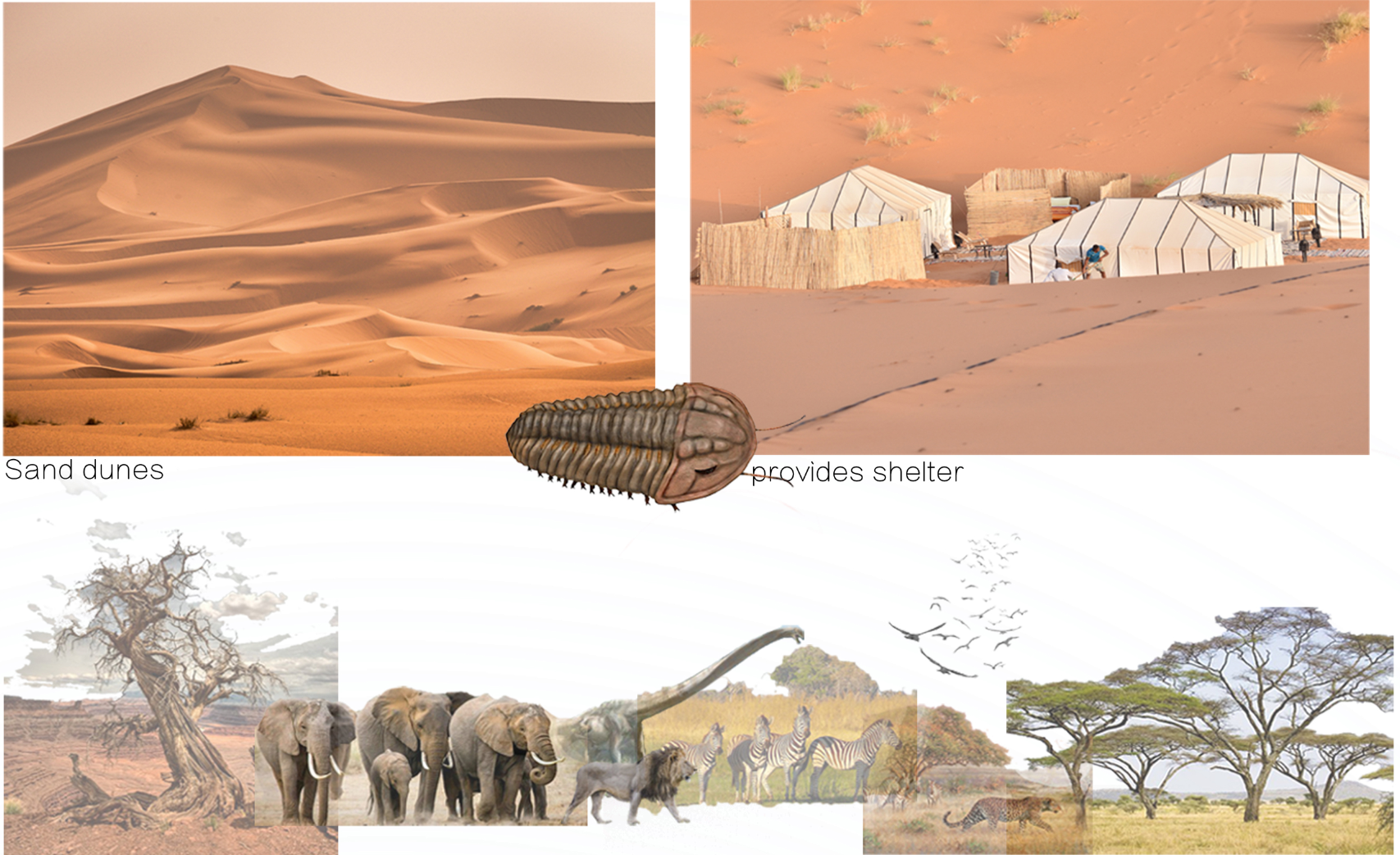 Research collage: Saharan dunes, nomadic tent shelters, desert arthropod anatomy, and migrating elephant herds