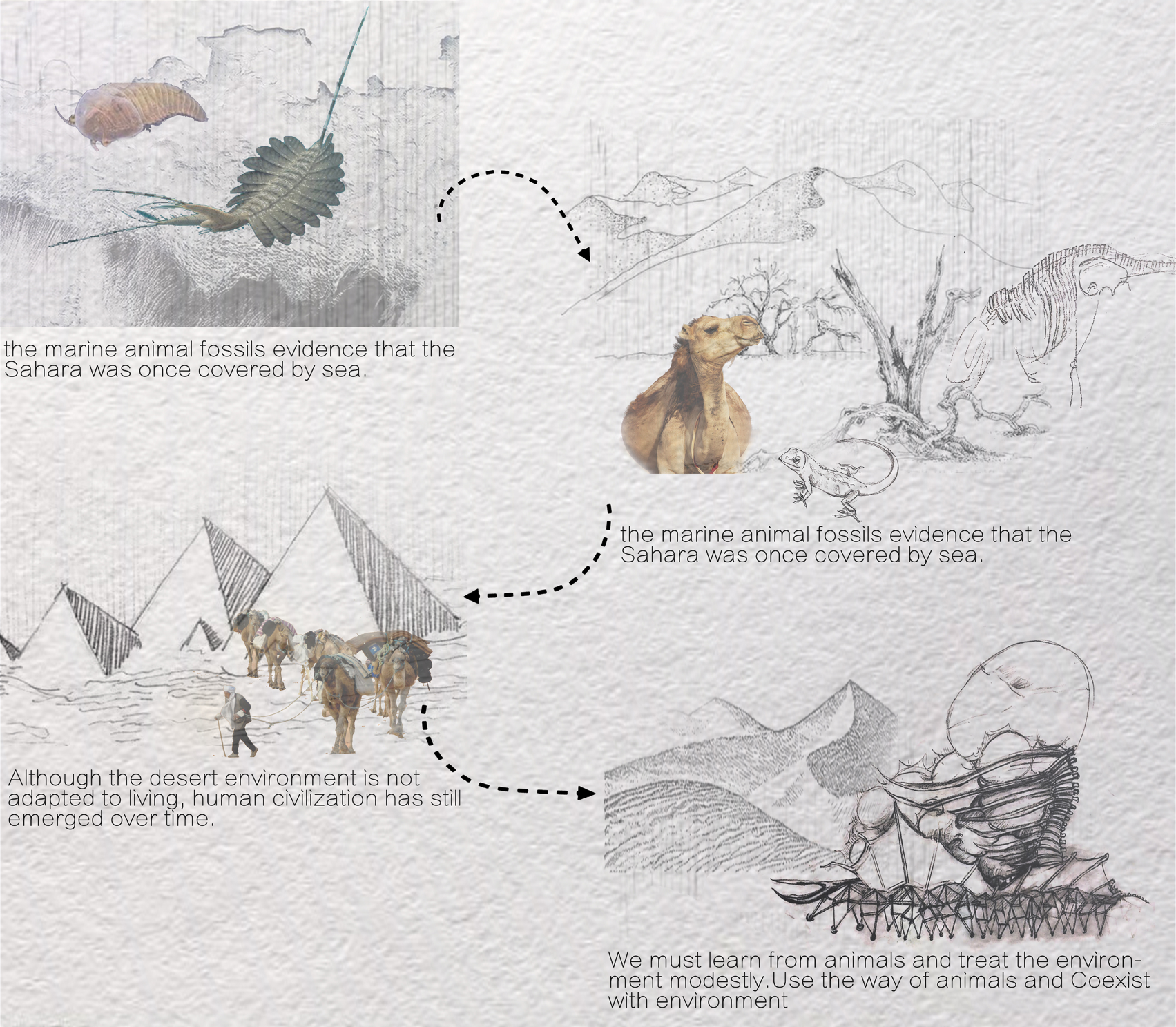 Research board tracing evolutionary inspiration: marine fossils, desert camels, ancient civilisations, and the biomimetic design concept