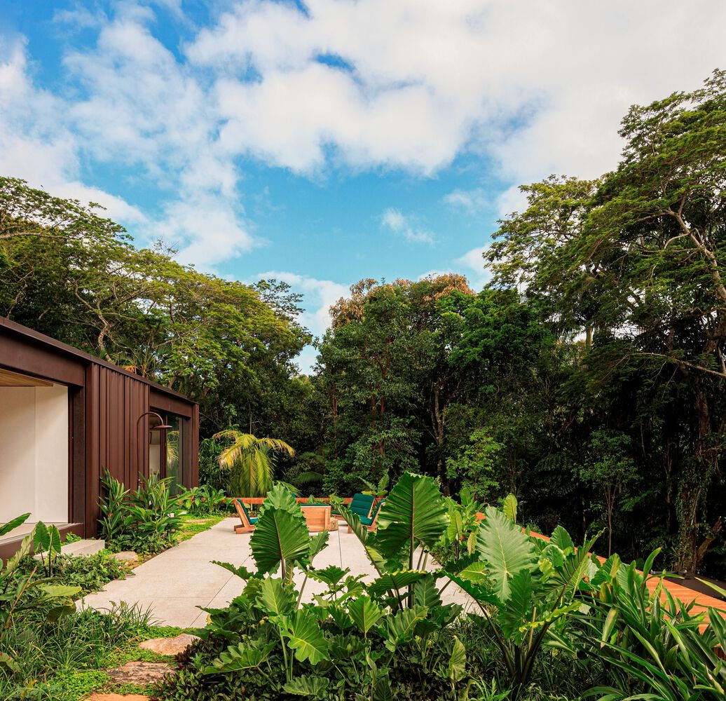 Garden: tropical planting with bird of paradise, cacti, palms, dark timber building edge, blue sky above
