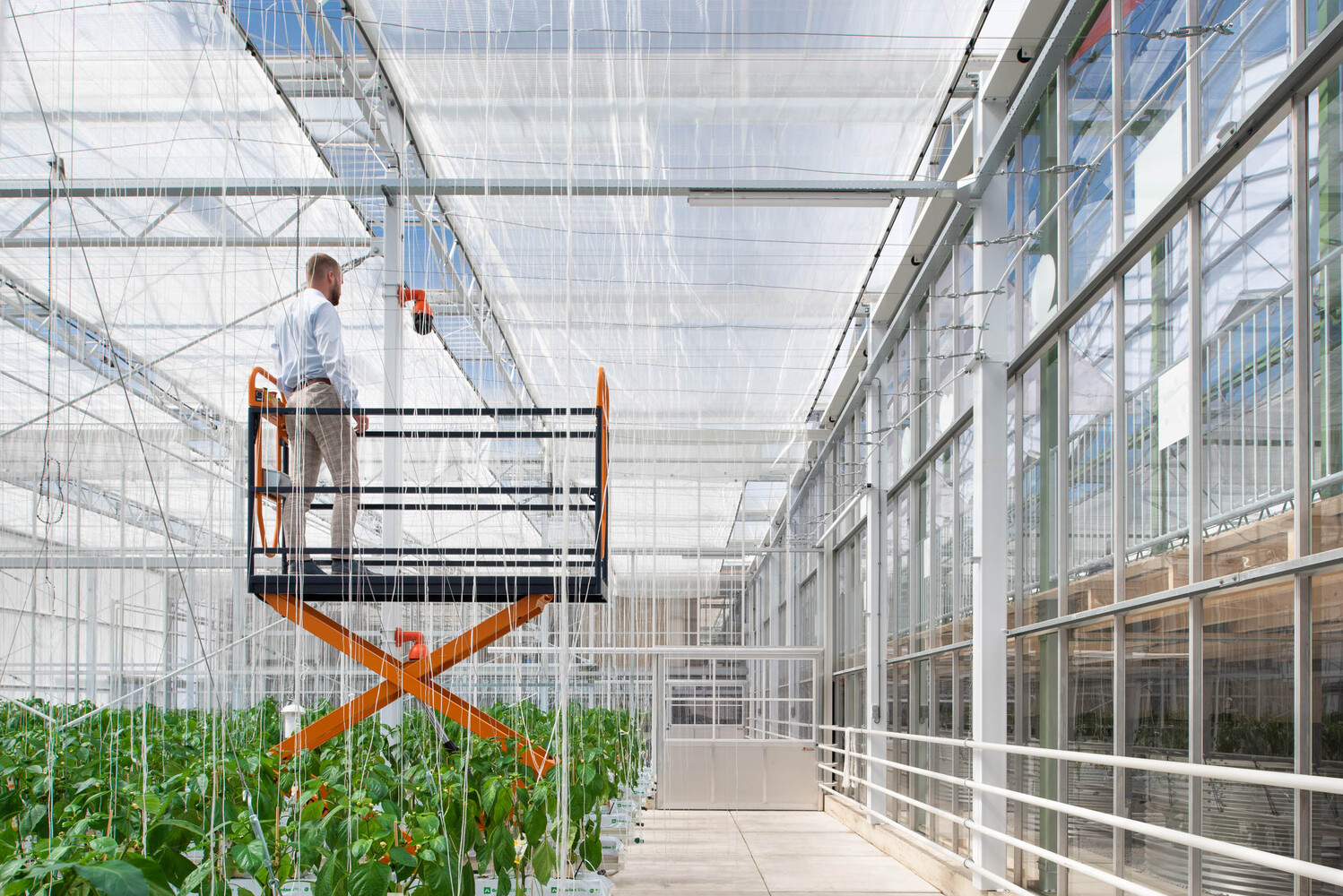 Worker on a scissor lift adjusting equipment in a greenhouse aisle flanked by growing beds and translucent panels