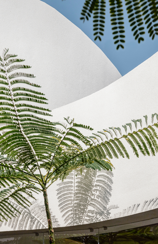 Upward view of fern fronds against white curving walls and a triangular opening to blue sky