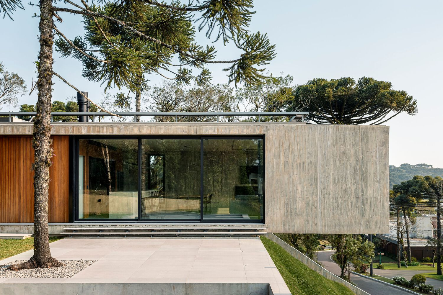 Cantilevered concrete volume with full-height glazing and timber screen beneath overhanging araucaria branches