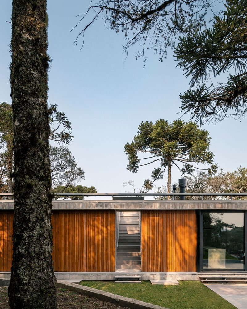 Timber-paneled facade with concrete roof beam framed by araucaria trunks casting afternoon shadows