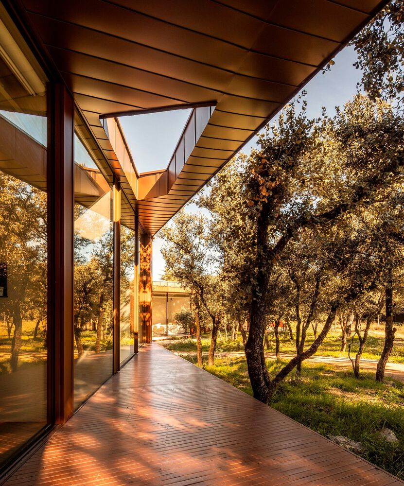 Timber deck corridor framed by steel columns and wood slat soffit overlooking a grove of trees