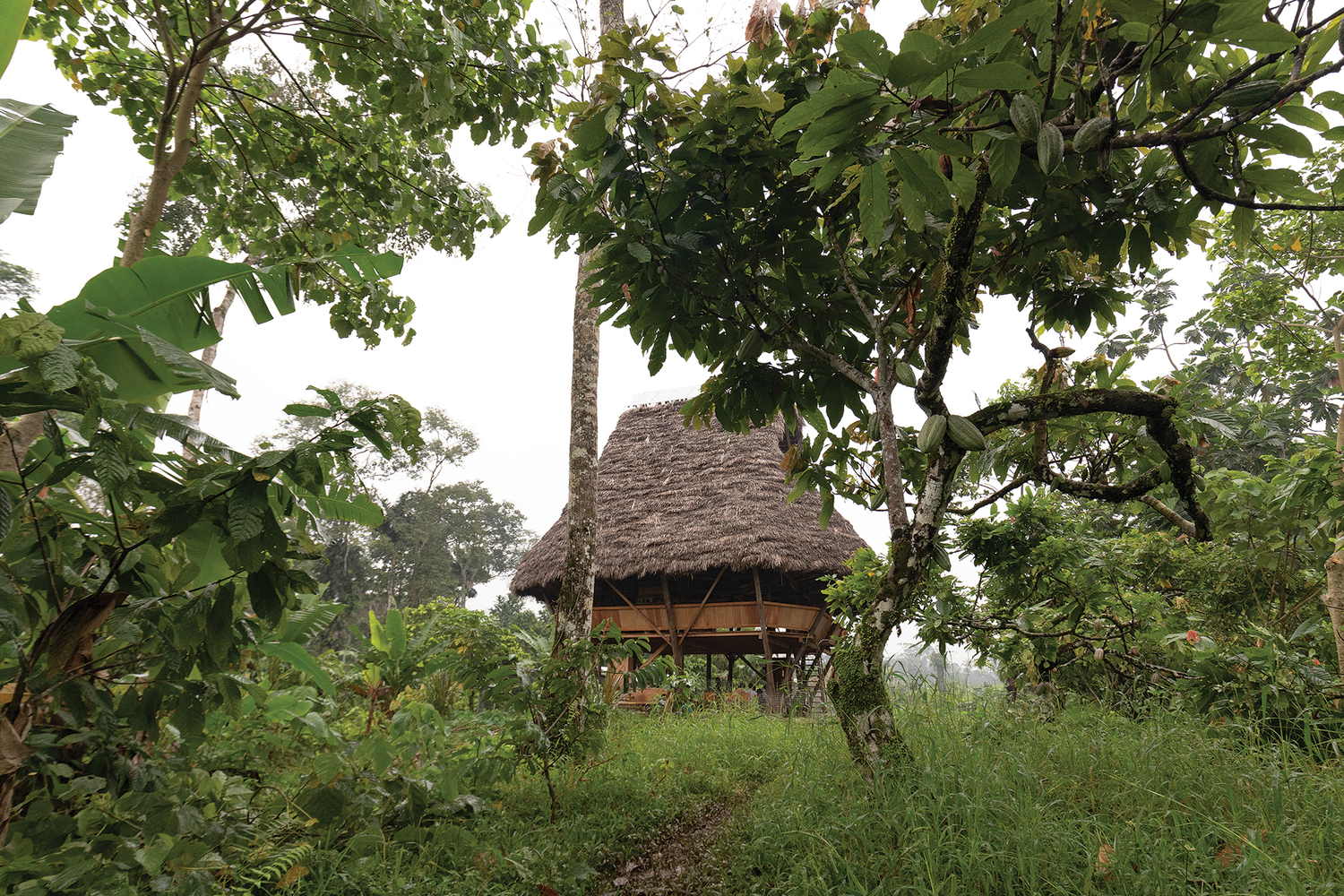 Thatched pavilion glimpsed through fruit trees and tall grasses in the surrounding orchard landscape
