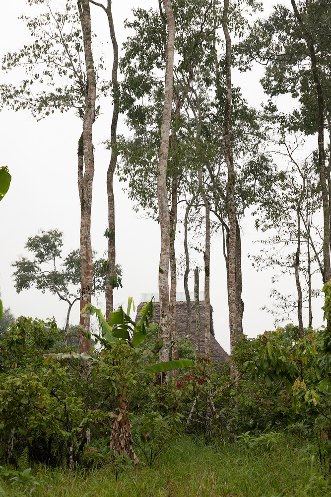 Stone masonry structure partially hidden by tall trees and tropical vegetation on a hillside