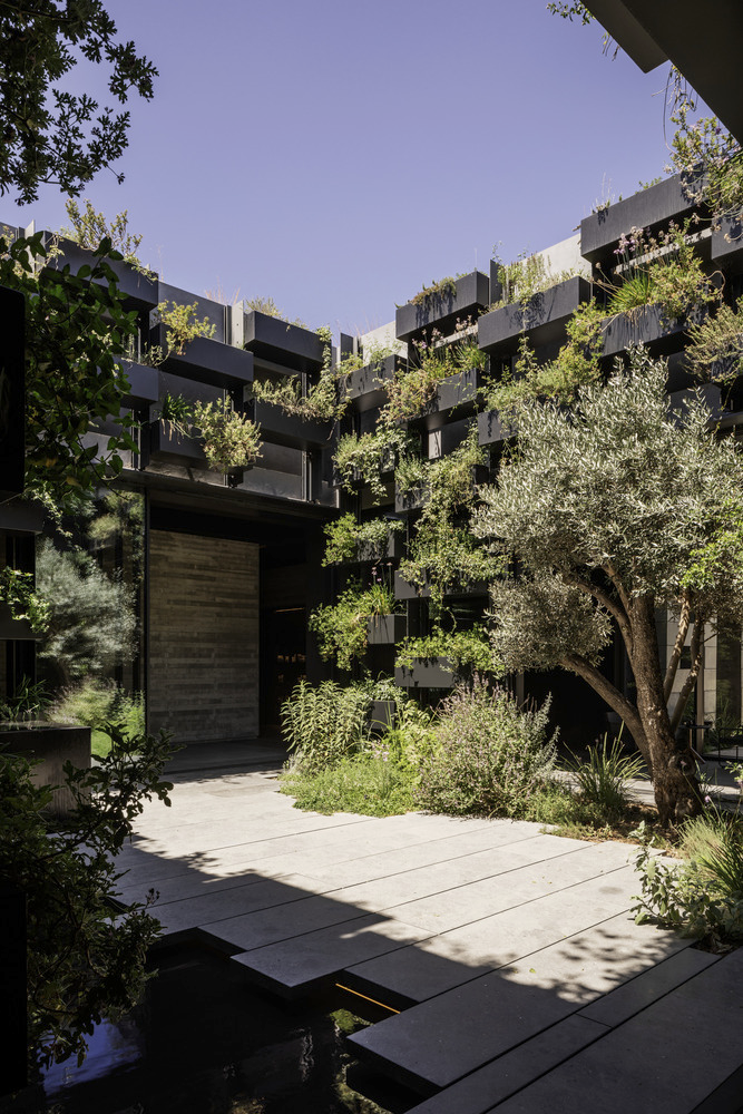 Courtyard view with planted terrace, olive tree, and cantilevered concrete balconies with cascading greenery