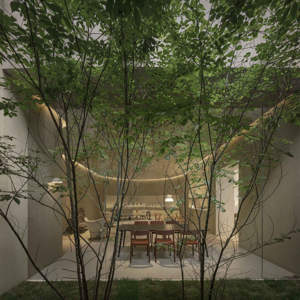 Interior courtyard with slender trees framing a view into a dining room with recessed lighting at dusk