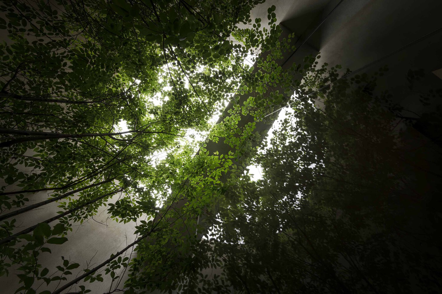 View up through an interior courtyard skylight with tree canopy framing patches of overcast sky