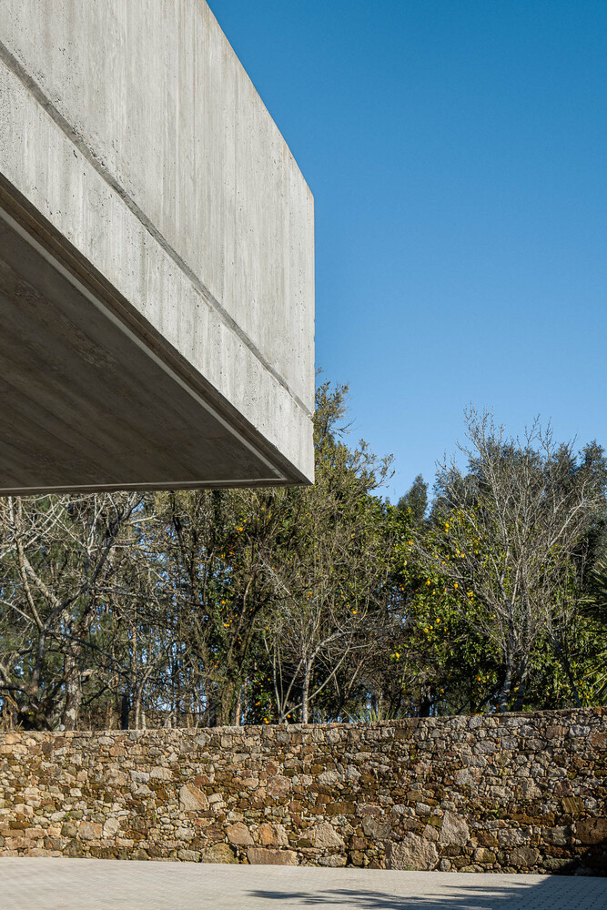 Cantilevered concrete volume with board-formed soffit extending over stone retaining wall and olive trees