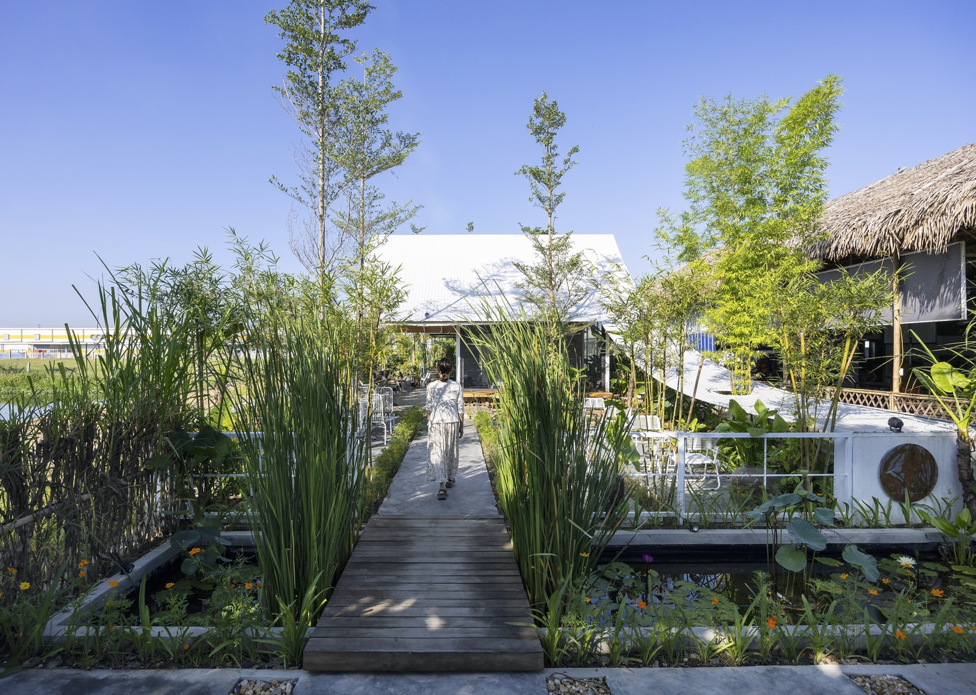 Timber boardwalk through dense bamboo and planted beds leading to a low white pavilion
