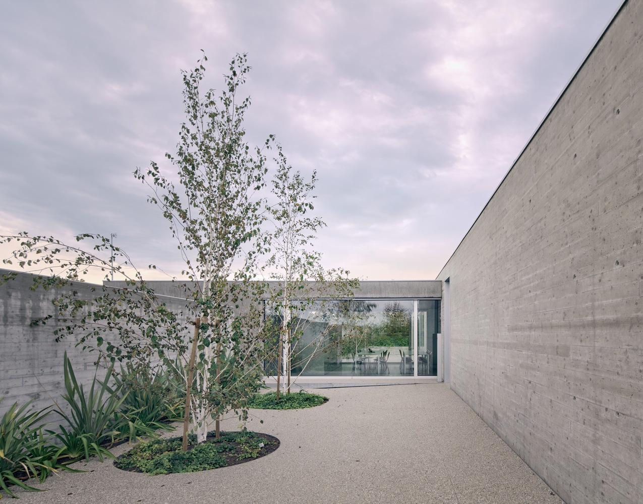 Internal courtyard with planted birch trees and circular gravel beds between board-formed concrete walls