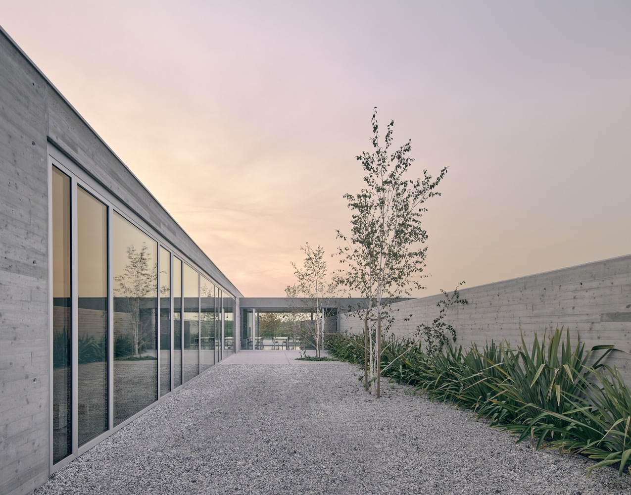 Gravel courtyard path between concrete walls and glazed facade with birch trees at dusk