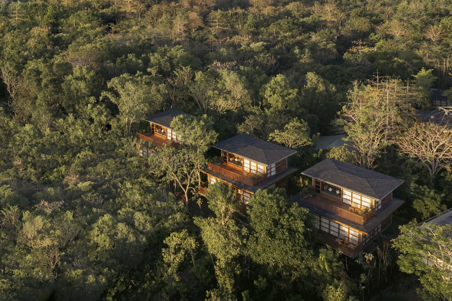 Aerial view of the timber volumes with broad overhanging roofs nestled within dense forest canopy at golden hour