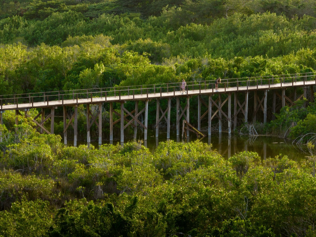Elevated timber pedestrian bridge with cross-braced supports spanning dense green wetland vegetation with two figures crossing