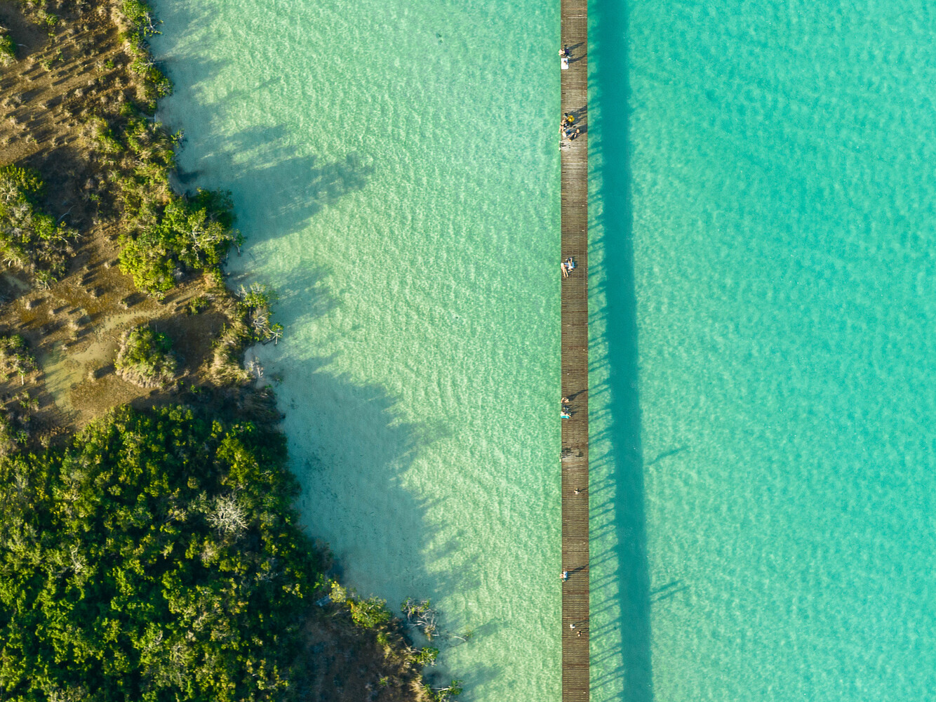 Aerial view of timber boardwalk dividing shallow turquoise water from dense coastal vegetation