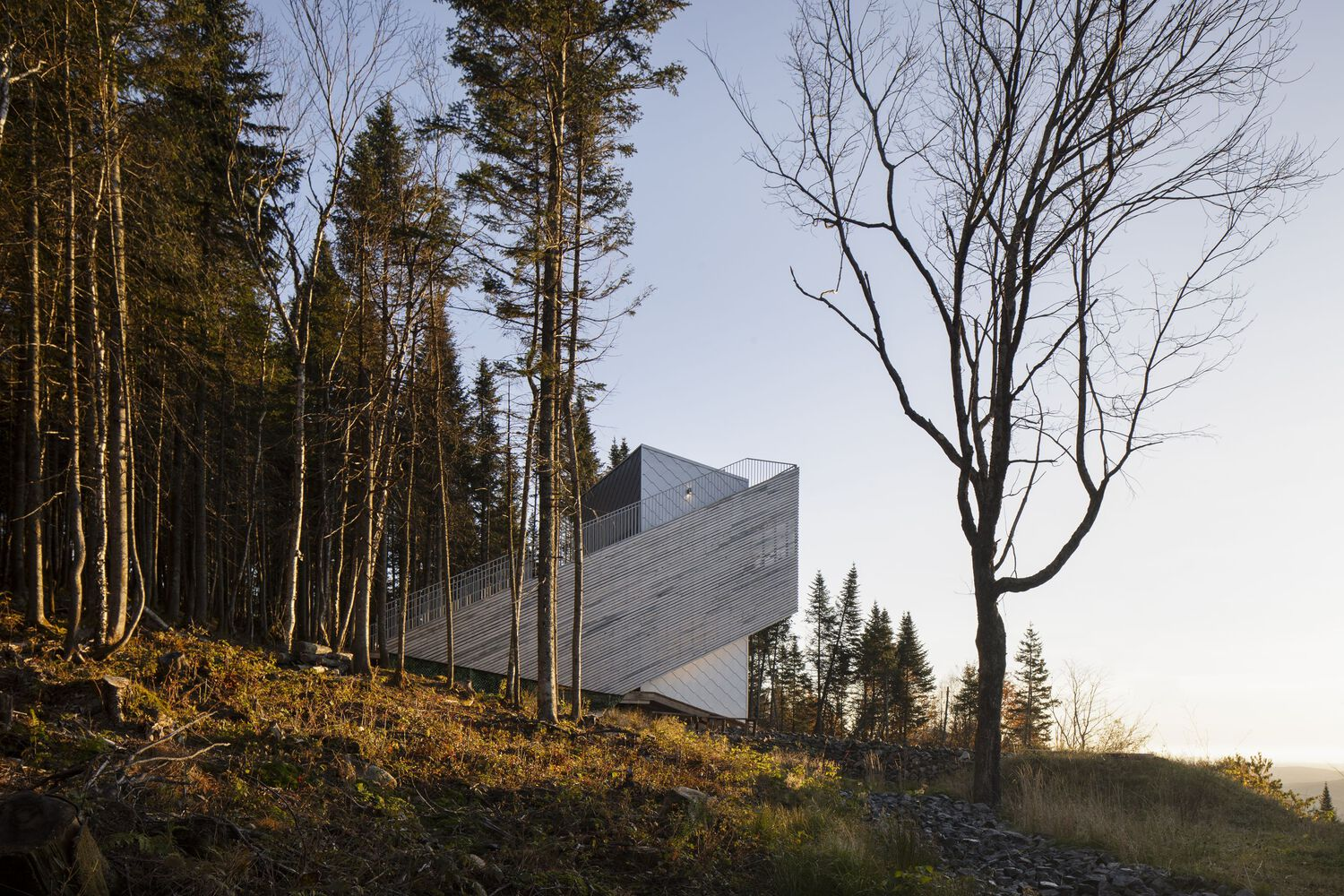 Angular timber-clad volume nestled among tall pine trees on a sloping hillside at dusk