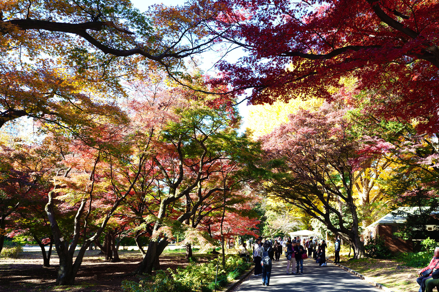 Garden pathway lined with maple trees in autumn foliage with visitors strolling beneath the canopy