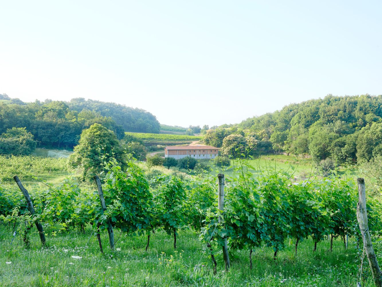Distant view of the agricultural building across vineyard rows and forested hillsides under hazy daylight