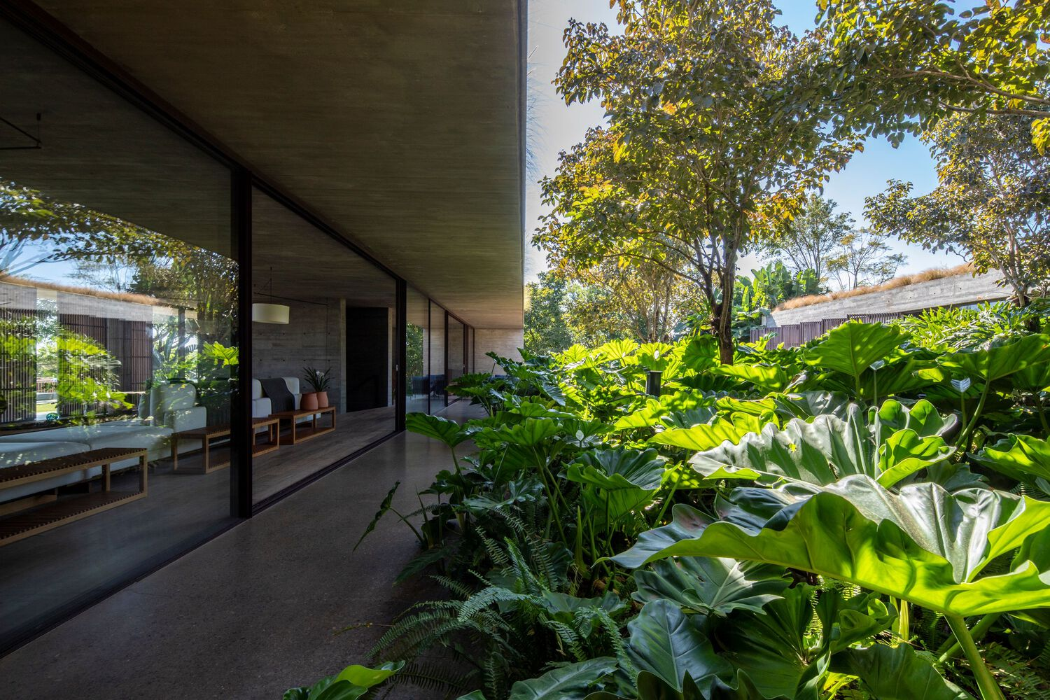 Covered terrace with concrete soffit beside a lush planted bed of large-leafed tropical plants and ferns