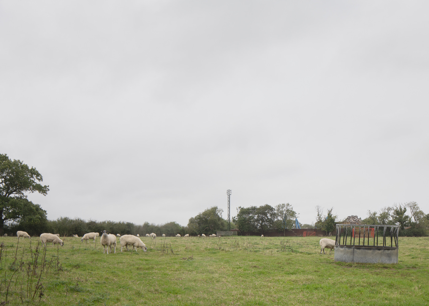 Pasture with grazing sheep and concrete water trough under grey cloudy sky