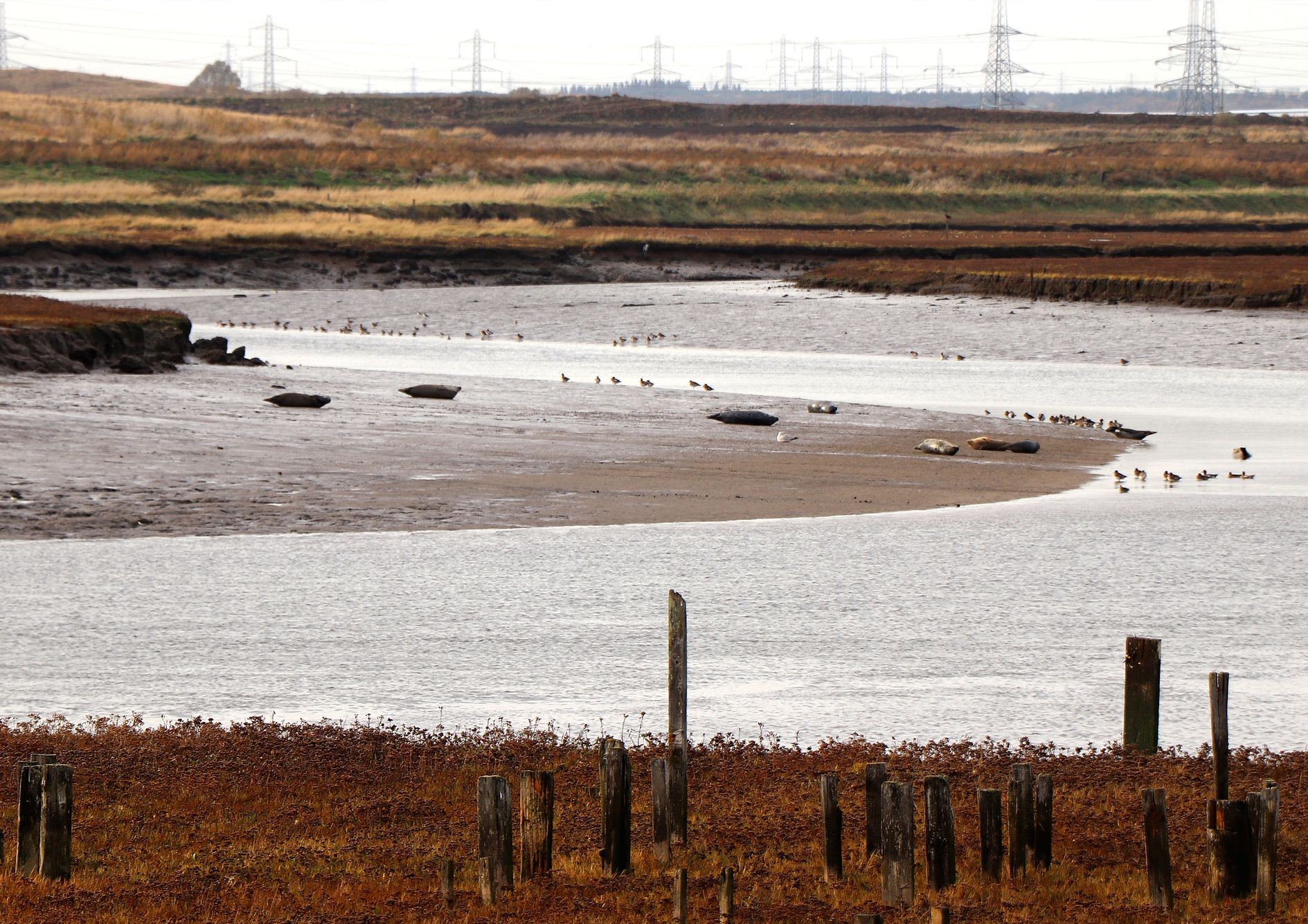 A tranquil view of Greatham Creek, home to a thriving seal population and diverse birdlife, showcasing the success of wetland regeneration.