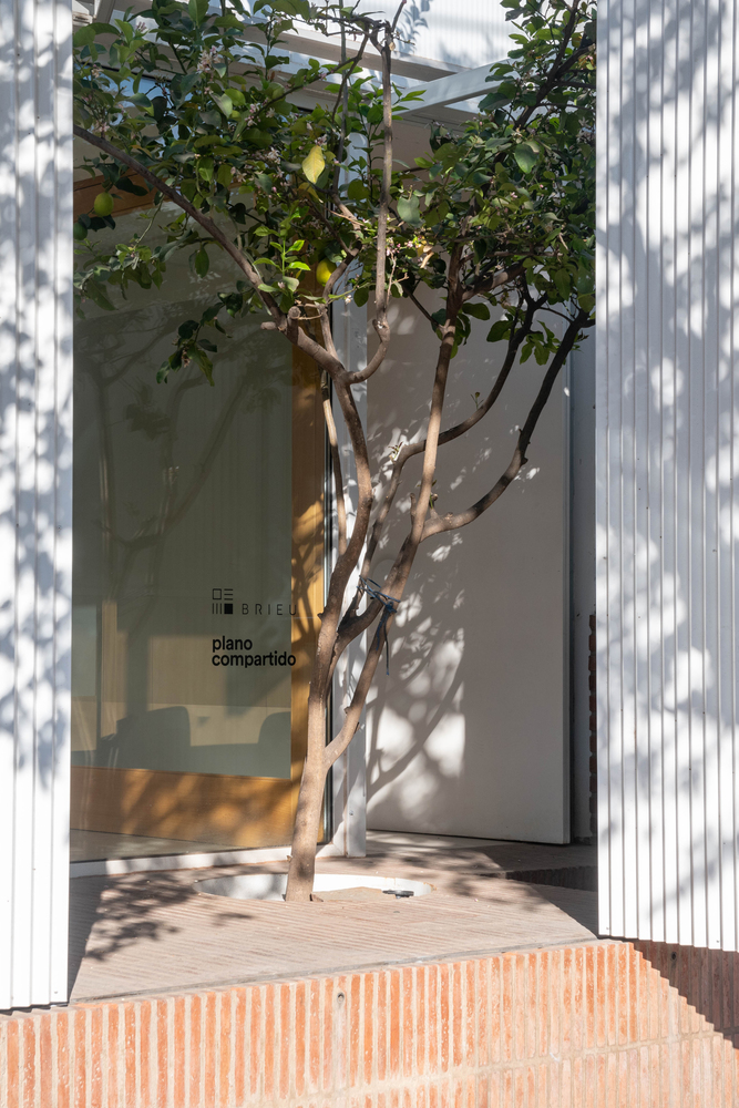 Slender fruit tree growing from brick planter against the glass and corrugated metal entry wall