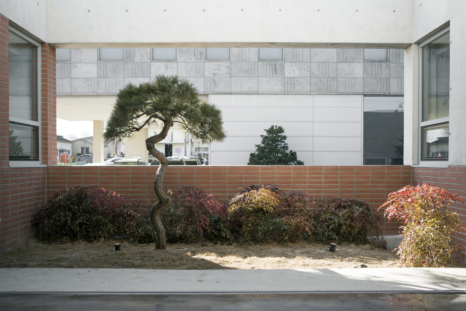 Courtyard garden with pine tree and shrubs framed by terracotta brick walls and concrete panels