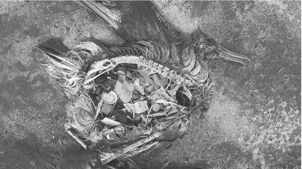 Close-up of decomposed organic matter and debris nested in weathered ground