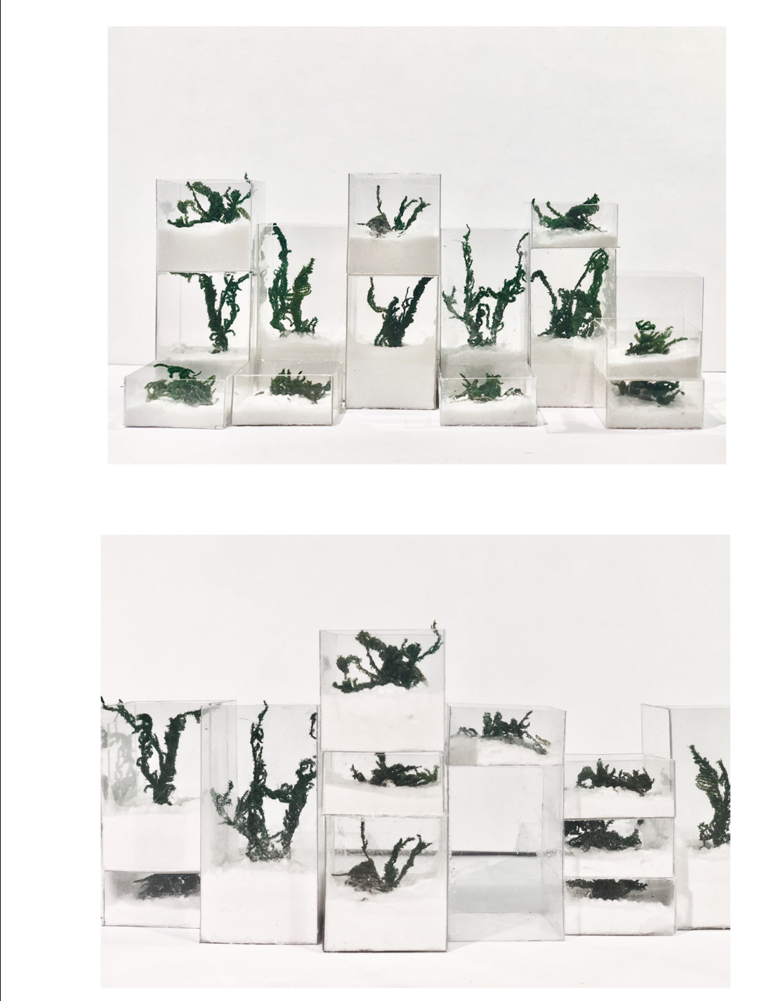 Living Memorial Models – Physical prototypes representing the bio-architectural concept of DNA-embedded plants as living tributes.