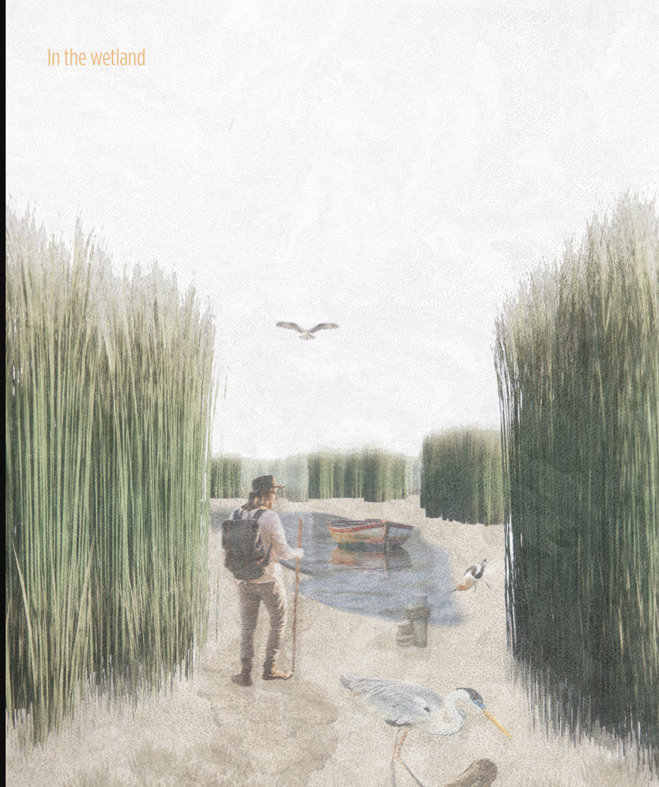 Visitors navigate through dense reeds and restored habitats, immersed in the life of the wetlands.