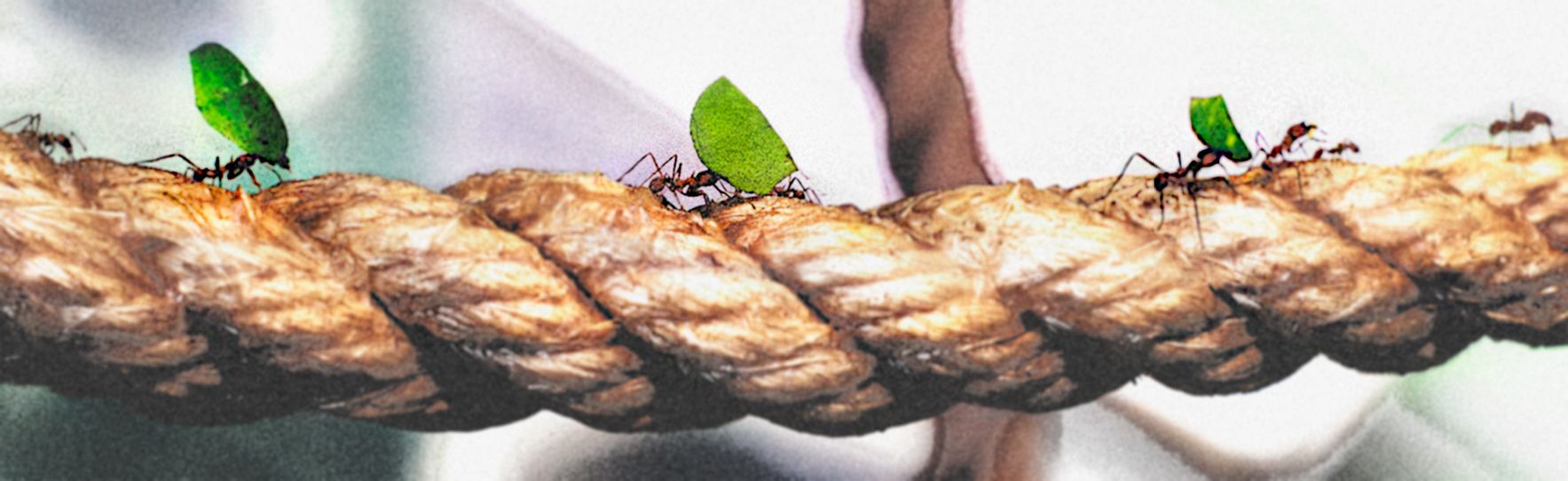 Biomimetics