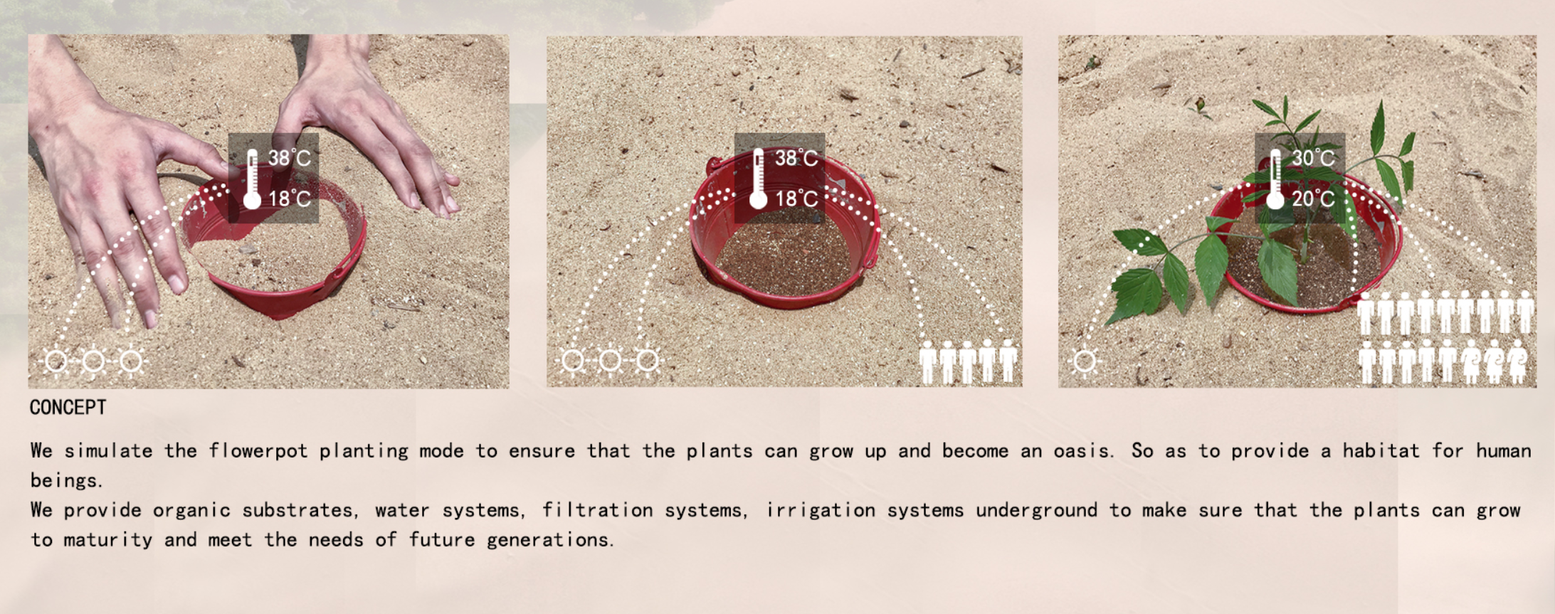Three-panel diagram showing hands planting in containers on sand with temperature indicators and growing vegetation