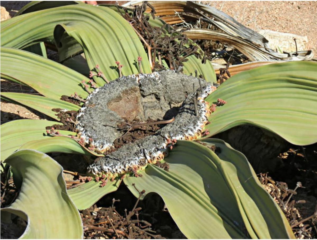 Biomimetic reference: Welwitschia mirabilis, the desert plant inspiring form, shading, and moisture control.