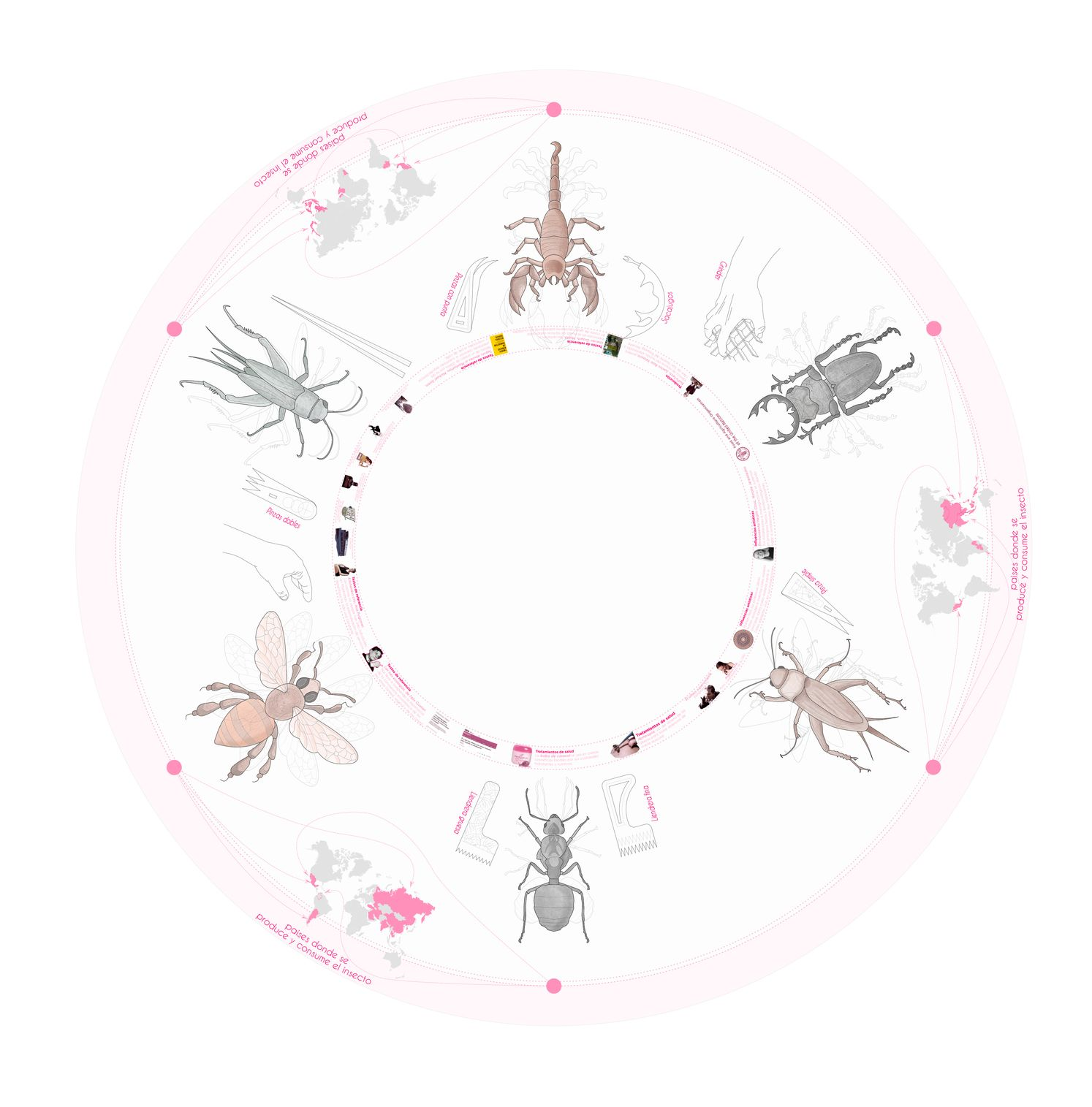 Circular diagram showing six insect species arranged radially with connecting paths and small human figures