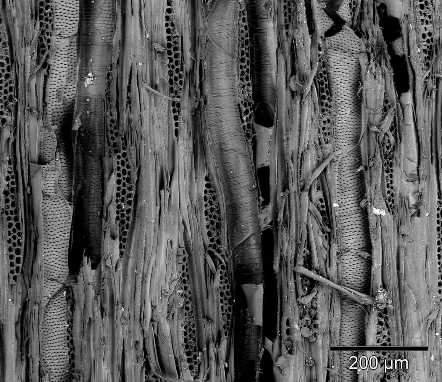 Physical prototype demonstrating curvature activation through material programming rather than mechanical force.