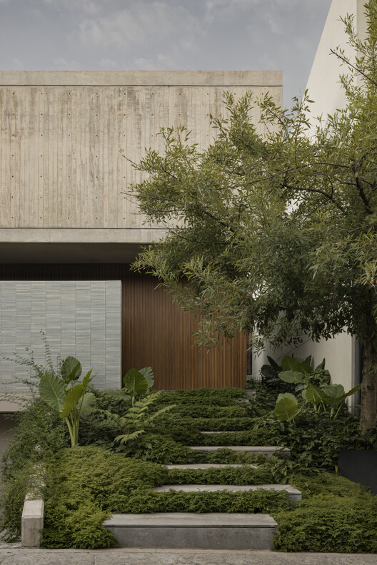 Entrance pathway with concrete stepping stones set into moss groundcover beneath olive trees
