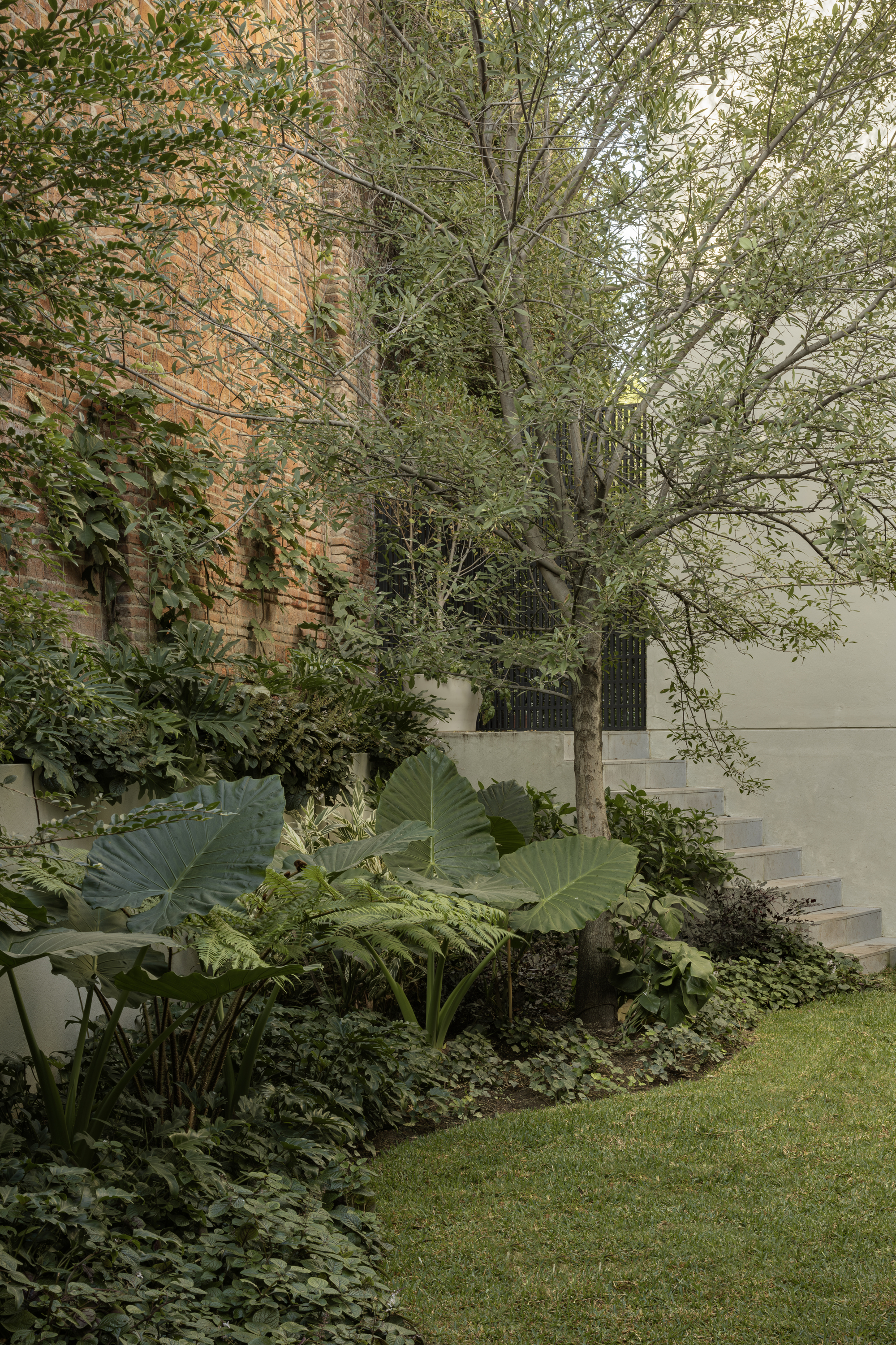 Garden bed with layered tropical plantings surrounding a deciduous tree against a brick wall