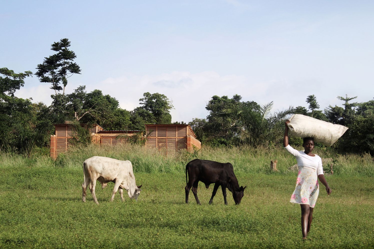 A rural landscape redefined by education, where earth-built classrooms emerge gently from the terrain.