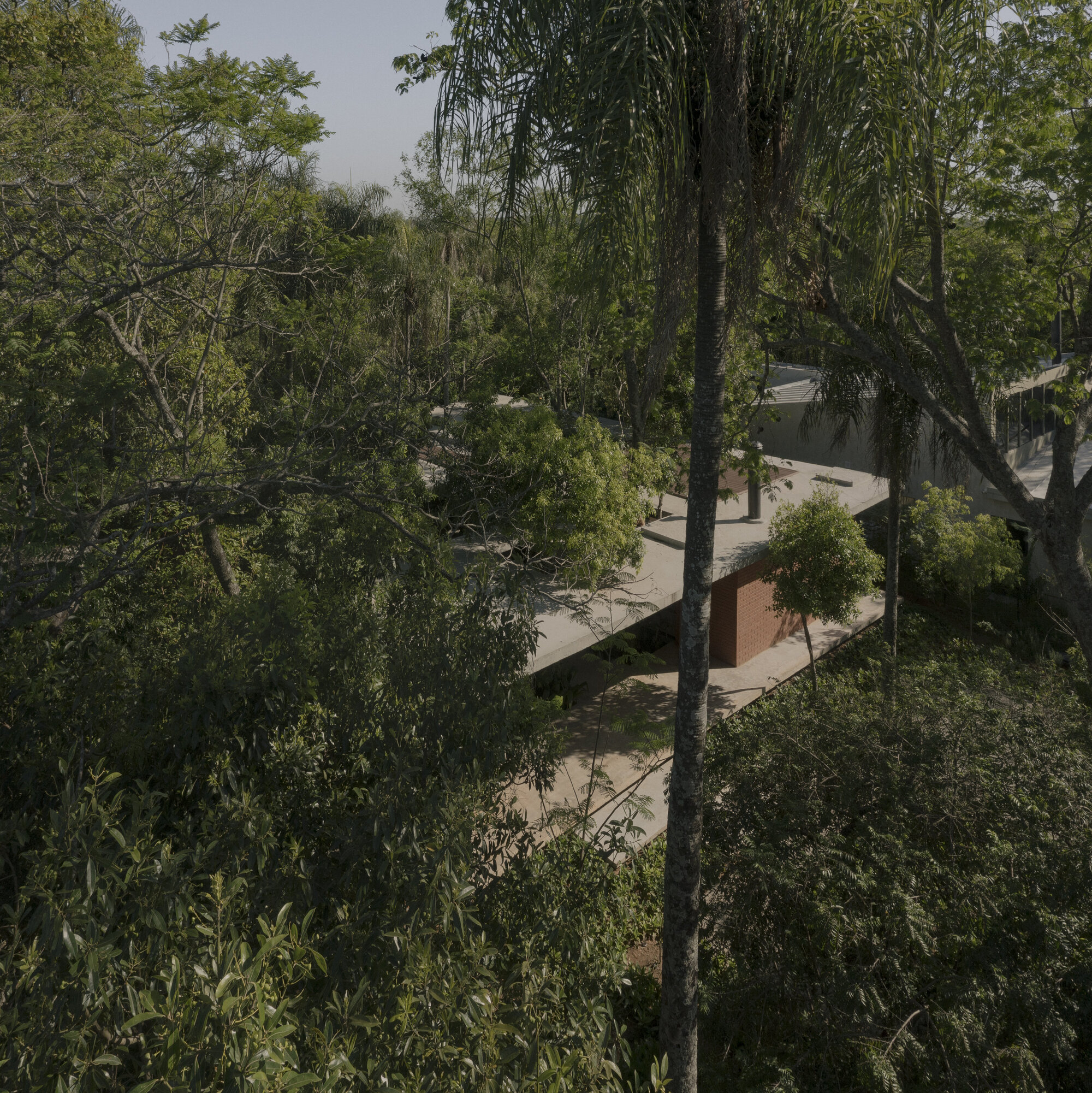 Aerial view of the low-slung concrete roof nestled among dense tropical vegetation and willow trees