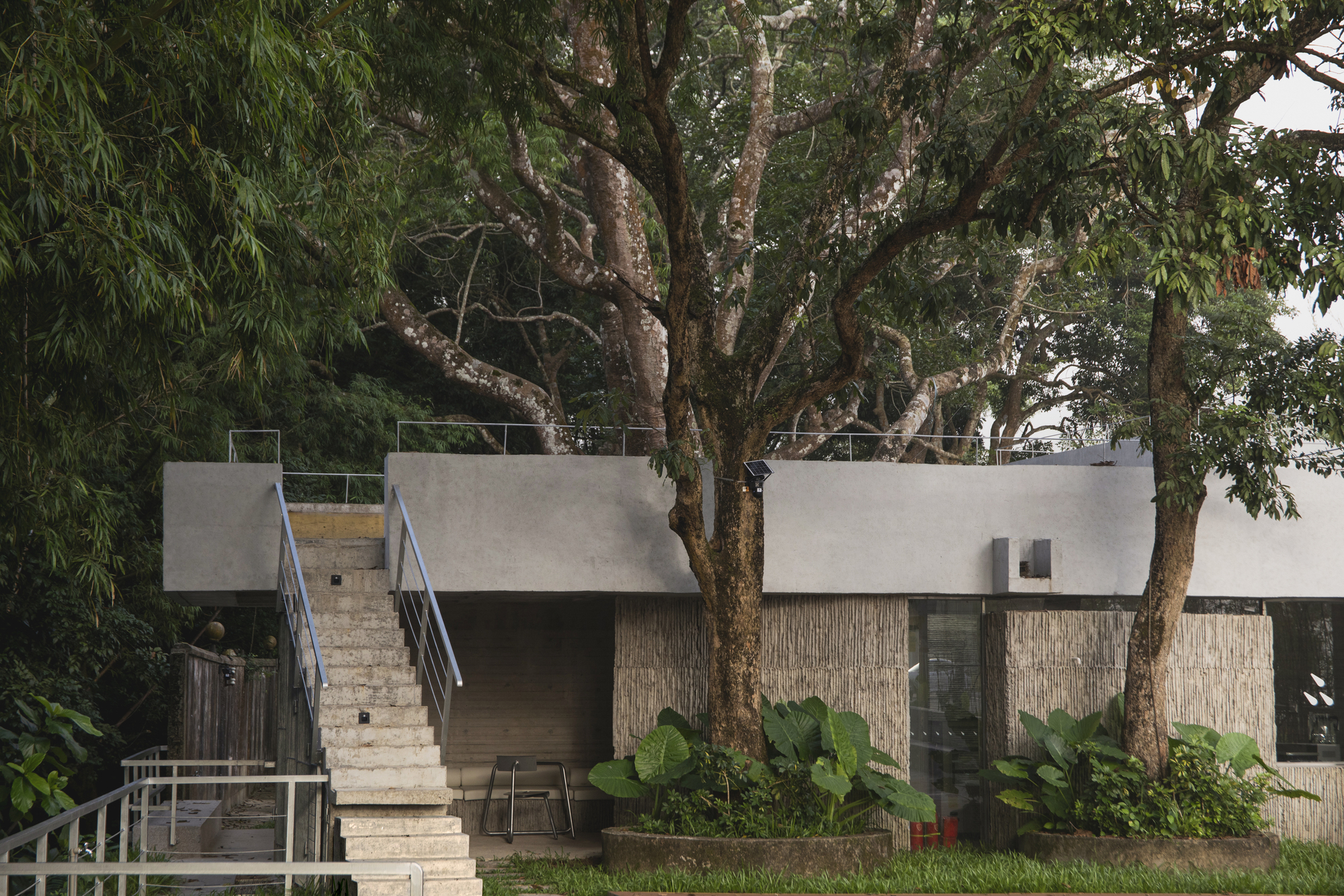 Concrete stair ascending alongside tree trunks to a cantilevered upper volume with textured wall panels