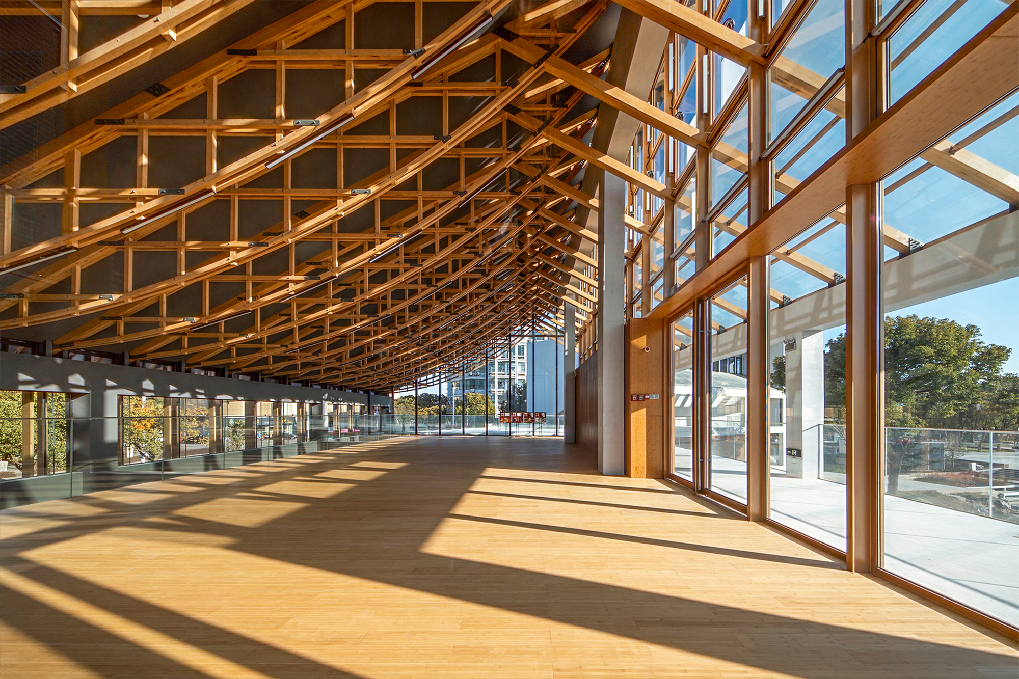 Interior hall with curved timber lattice ceiling and floor-to-ceiling glazing casting diagonal shadows on pale flooring