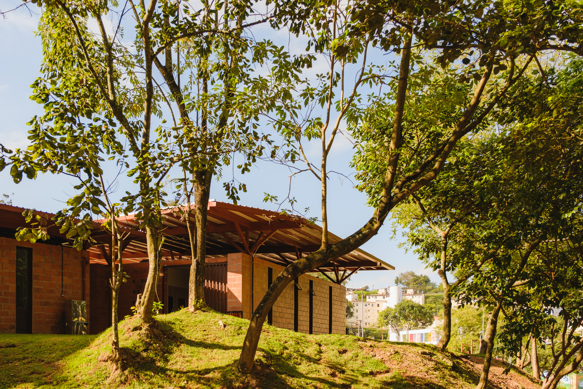 Sloped grass lawn with planted trees rising toward the timber pergola roof in afternoon light